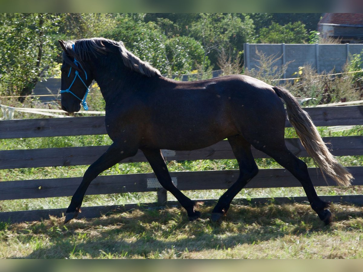 Warmblood polaco Mestizo Semental 2 años 165 cm Tordo in Wielkopolska