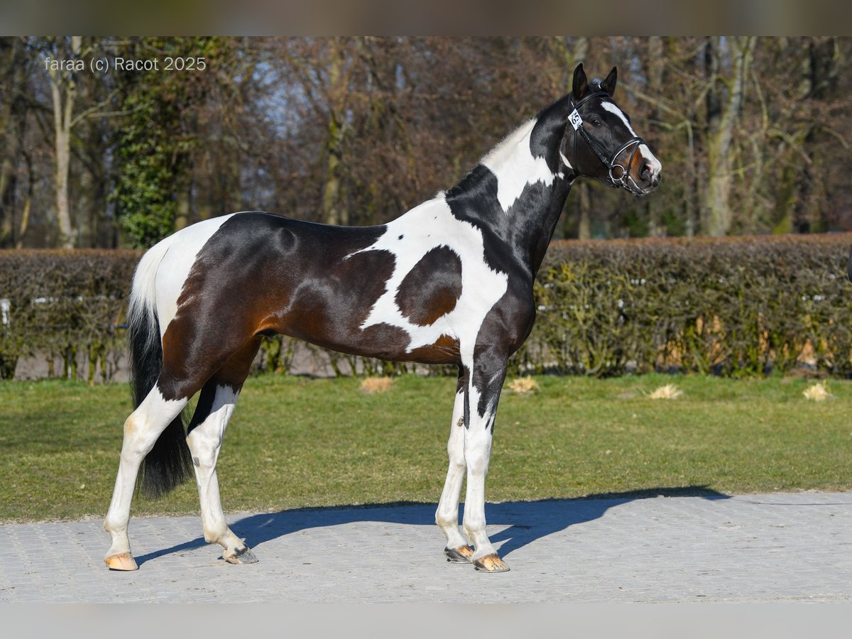 Warmblood polaco Semental Pío in Chełmno