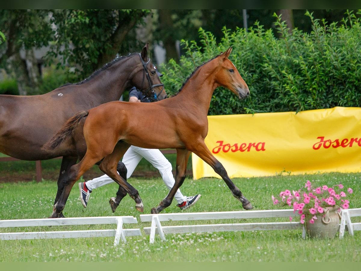 Warmblood polaco Semental Potro (03/2024) 145 cm Castaño in Kobylin