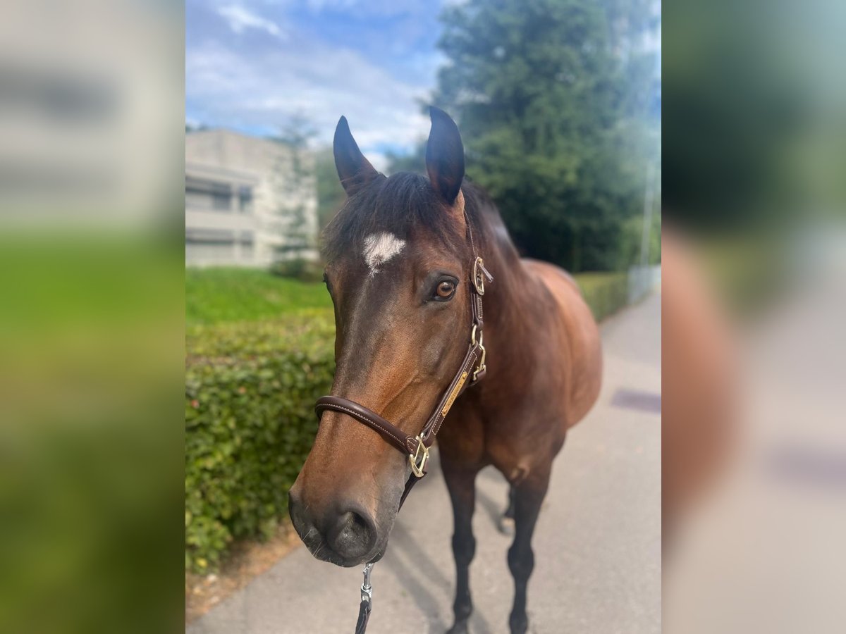 Warmblood polaco Yegua 11 años 150 cm Castaño in Dietikon