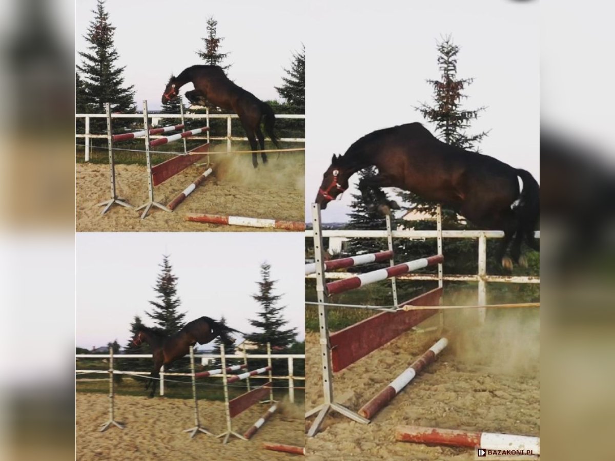 Warmblood polaco Yegua 11 años 168 cm Castaño oscuro in Papenhagen