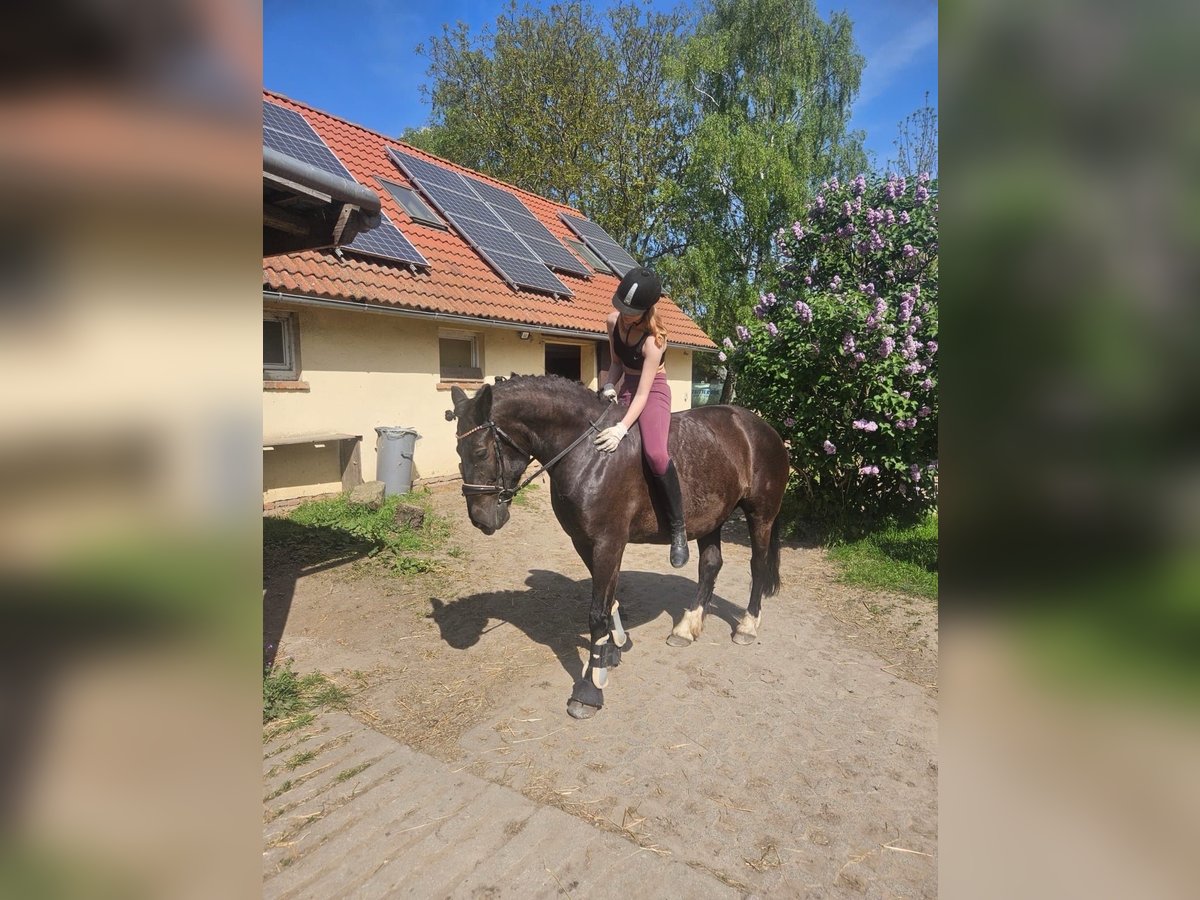 Warmblood polaco Yegua 12 años 155 cm Negro in Ohrsleben