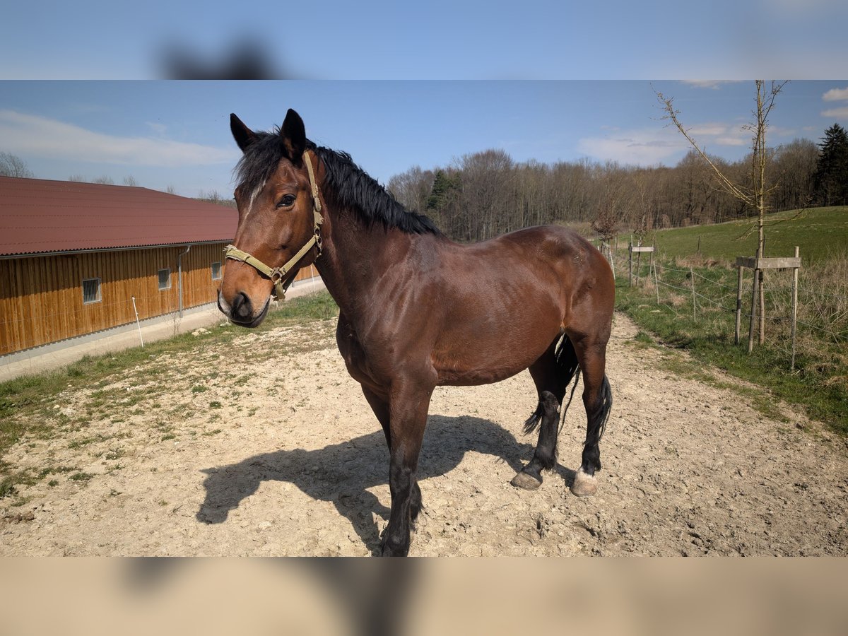 Warmblood polaco Yegua 14 años 165 cm Castaño in Ulm