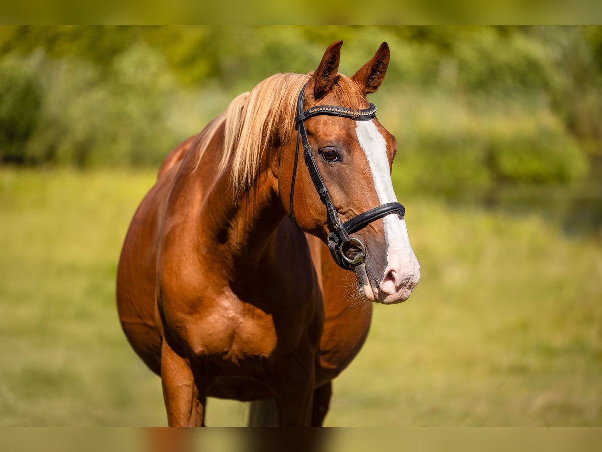 Warmblood polaco Yegua 14 años 168 cm Alazán in Wierzchucice