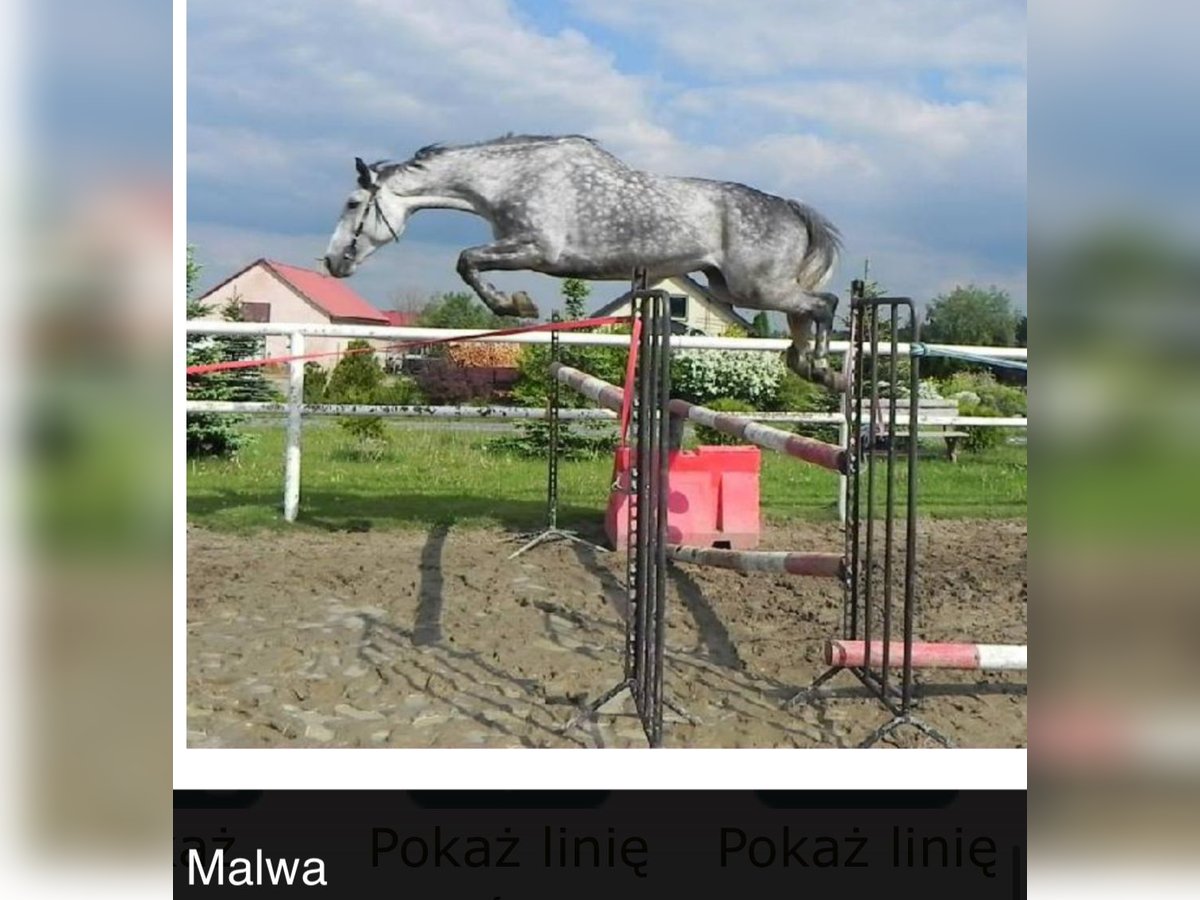 Warmblood polaco Yegua 18 años 166 cm Tordo in Papenhagen