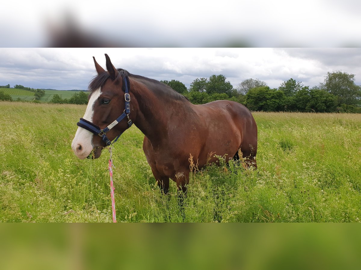 Warmblood polaco Yegua 19 años 157 cm Castaño in Wertheim, Nassig