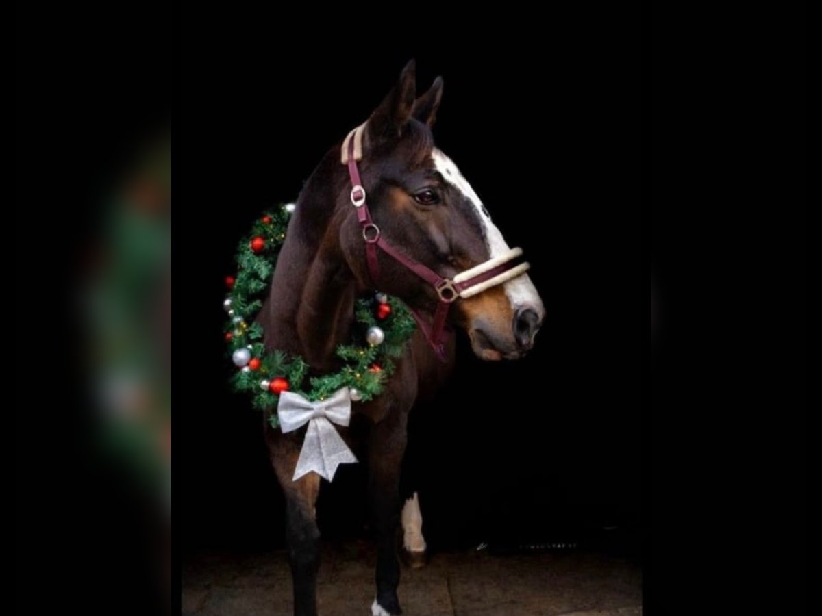Warmblood polaco Yegua 19 años 170 cm Castaño oscuro in Wollbach