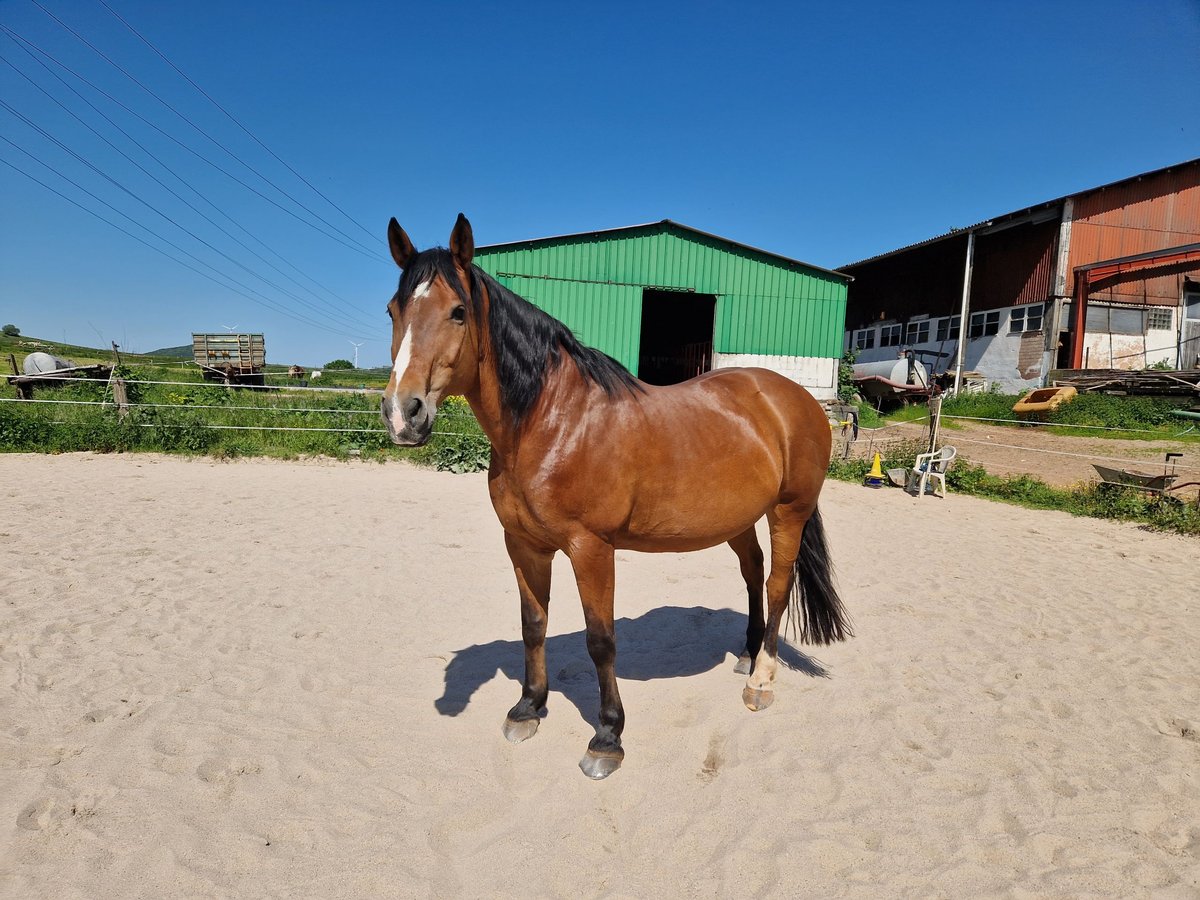 Warmblood polaco Yegua 21 años 162 cm Castaño in Rammelsbach