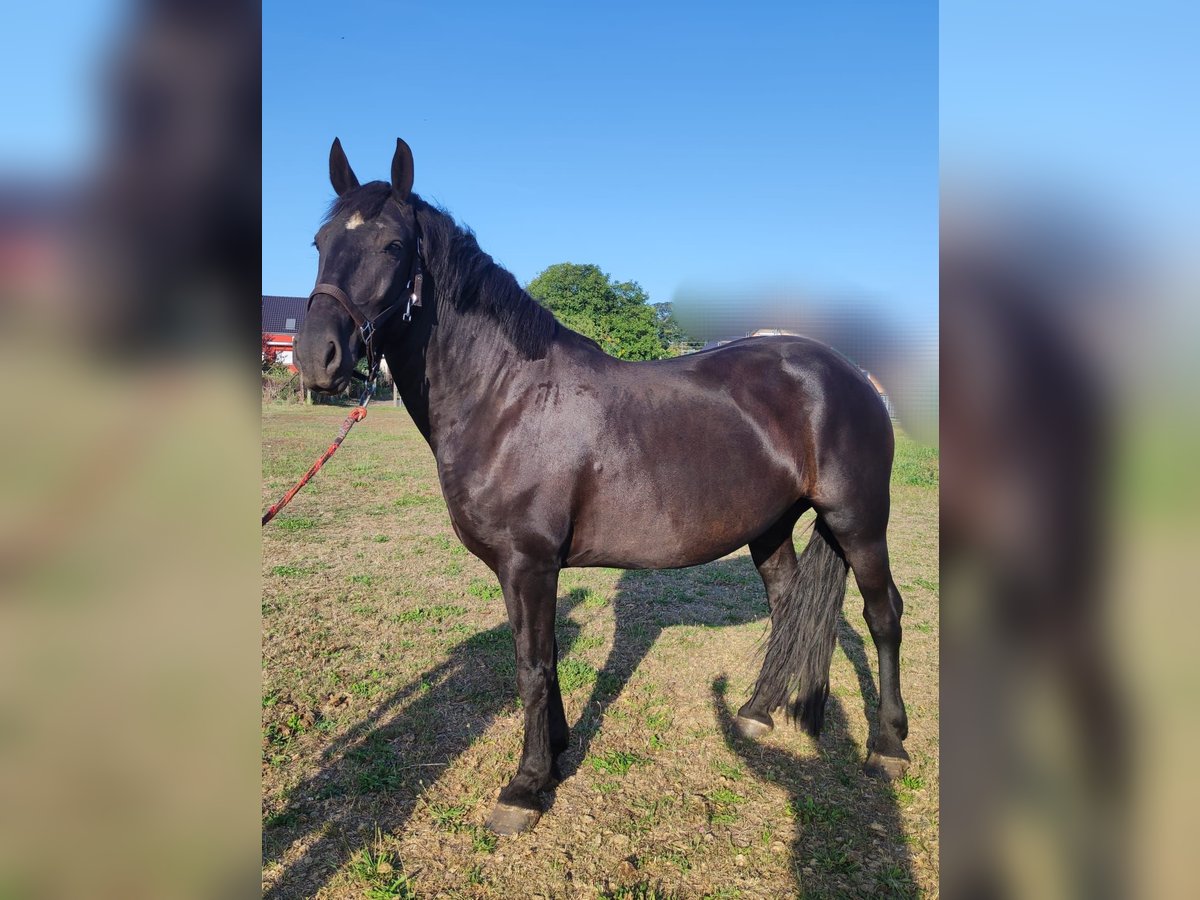 Warmblood polaco Yegua 5 años 152 cm Negro in Möser