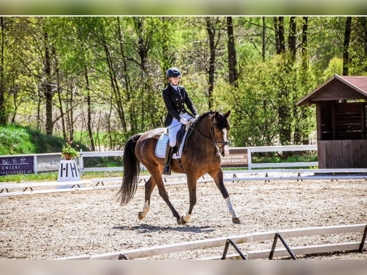 Warmblood polaco Yegua 6 años 163 cm Castaño in Cz&#x142;uch&#xF3;w