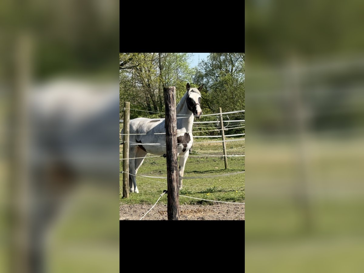 Warmblood polaco Yegua 7 años 154 cm Pío in Pinneberg