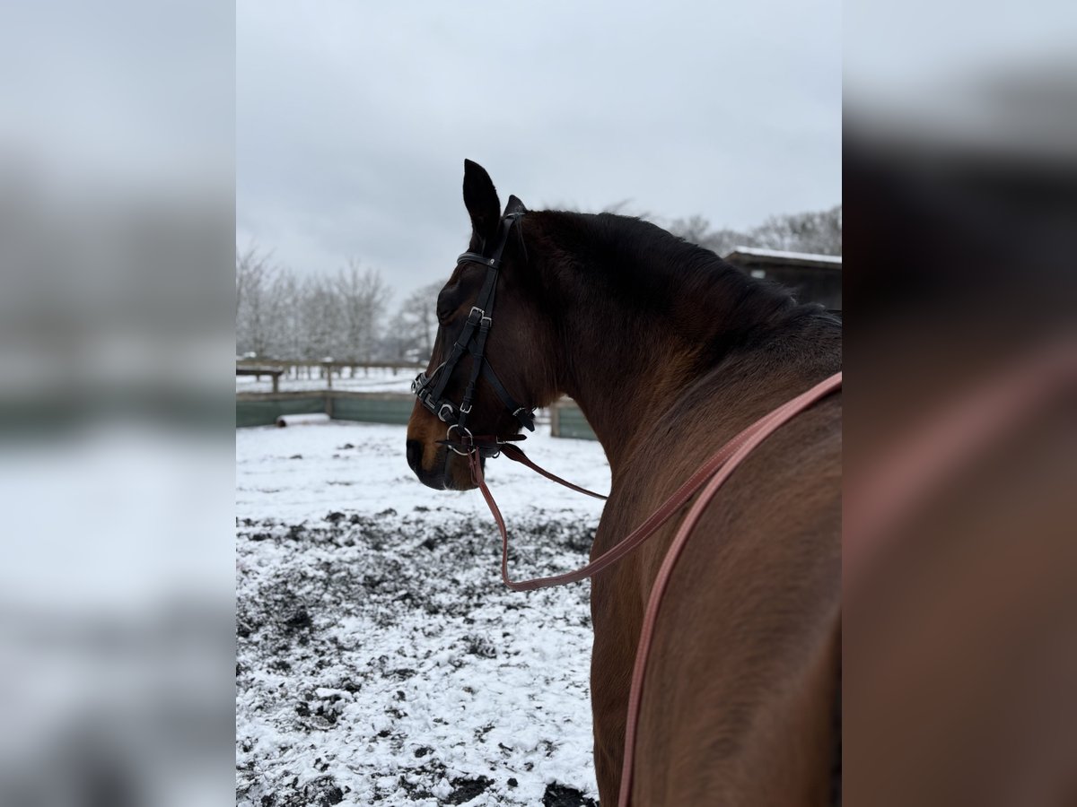 Warmblood polaco Yegua 7 años 170 cm Castaño in Undeloh