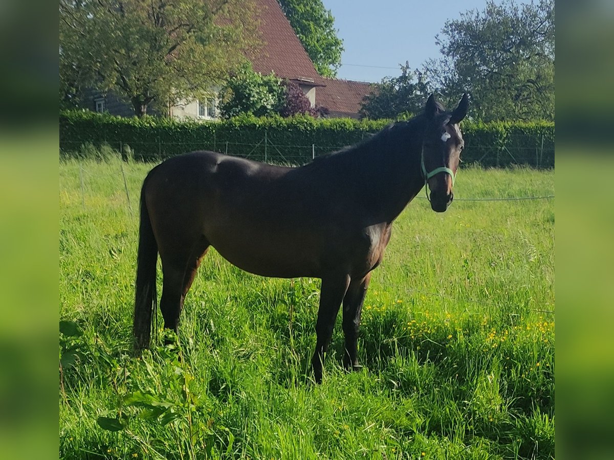 Warmblood polaco Yegua 8 años 155 cm Castaño oscuro in Freindorf