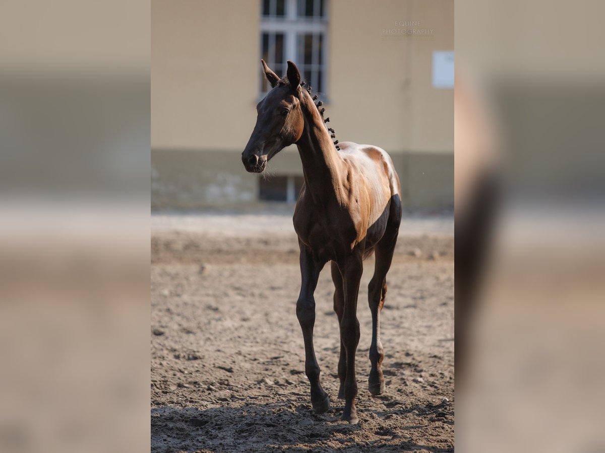 Warmblood polaco Yegua  150 cm Castaño oscuro in Margonin