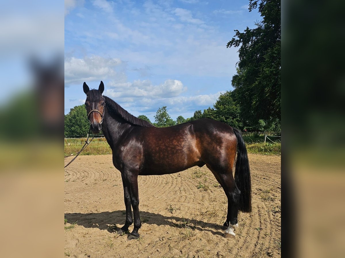 Warmblood sueco Mestizo Caballo castrado 12 años 165 cm Castaño oscuro in Leipzig