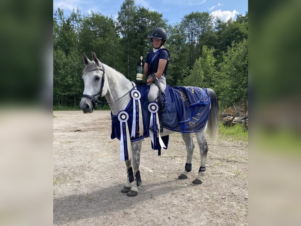 Warmblood sueco Caballo castrado 15 años 169 cm Tordo in Falköping