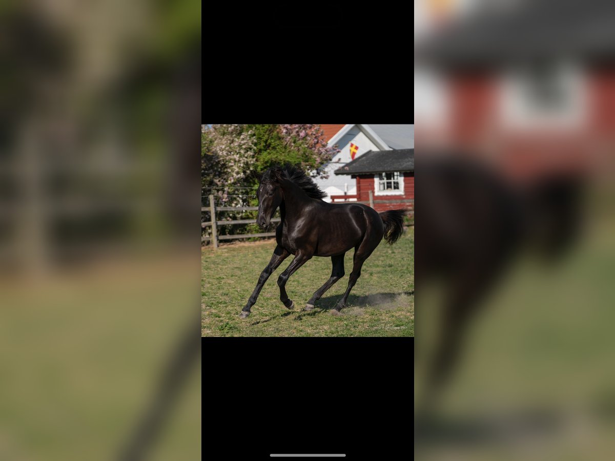 Warmblood sueco Caballo castrado 2 años 166 cm Castaño oscuro in Skurup Skåne