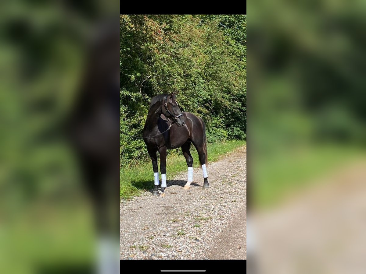 Warmblood sueco Caballo castrado 3 años 168 cm Castaño oscuro in Trelleborg