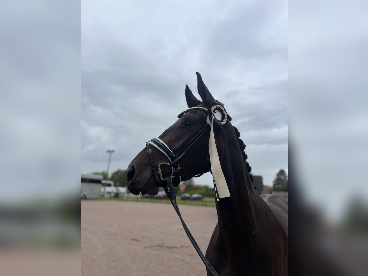 Warmblood sueco Caballo castrado 4 años 165 cm Castaño in Blekinge