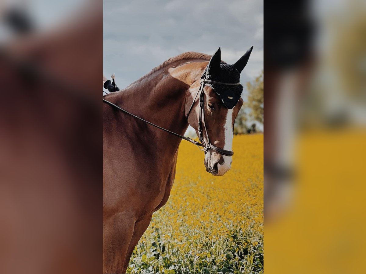 Warmblood sueco Caballo castrado 6 años 170 cm Alazán in Hagen am Teutoburger Wald