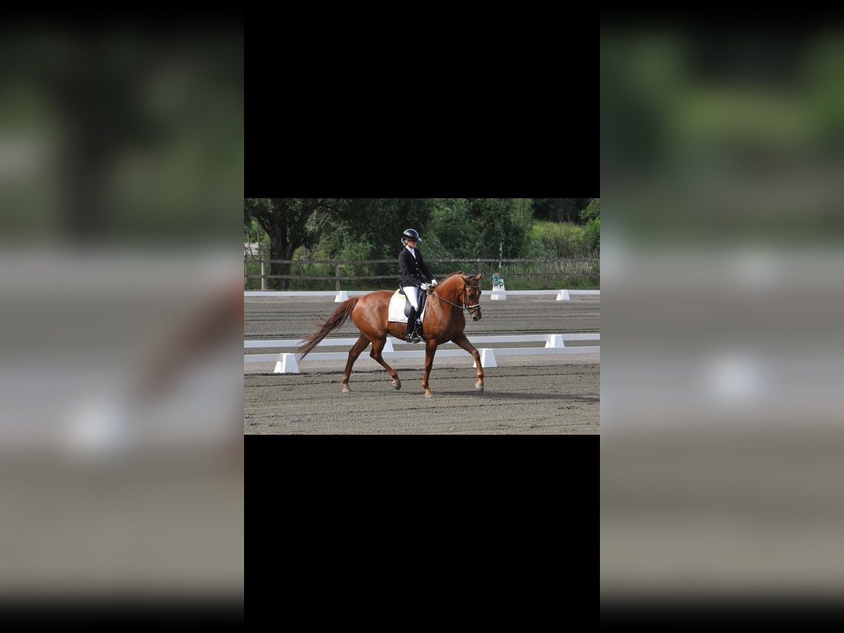 Warmblood sueco Caballo castrado 6 años 170 cm Alazán-tostado in hålta