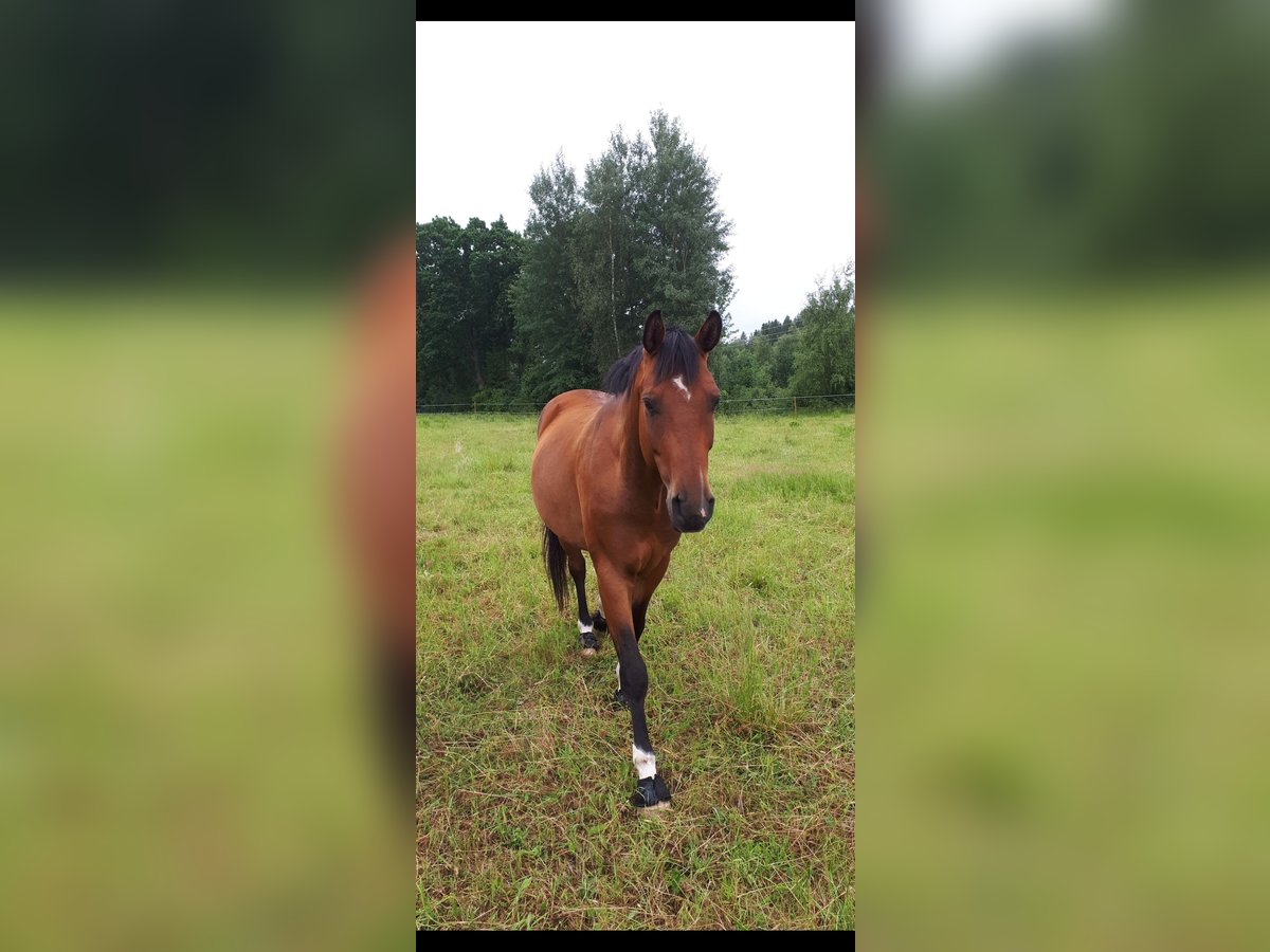 Warmblood sueco Caballo castrado 7 años 160 cm Castaño in Skövde