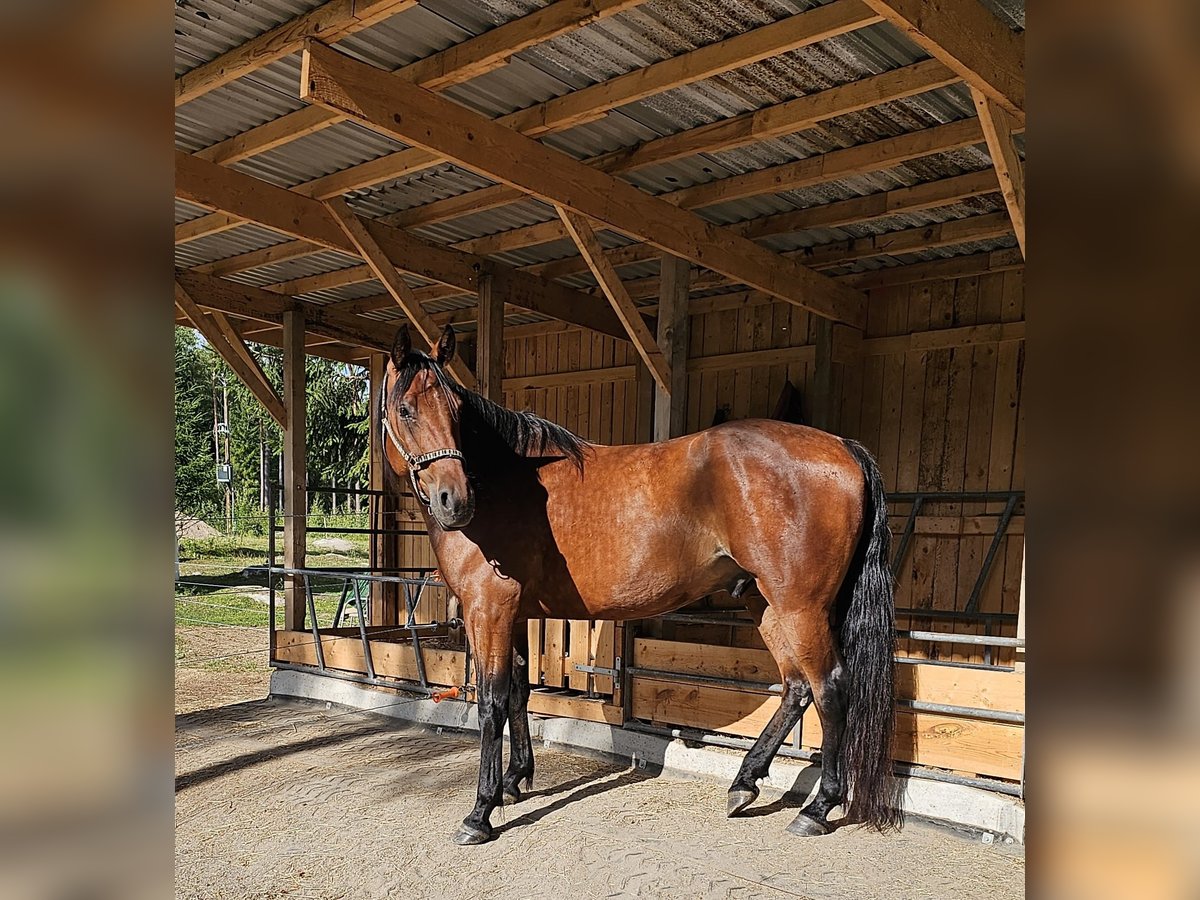 Warmblood sueco Mestizo Caballo castrado 8 años 165 cm in Leipzig