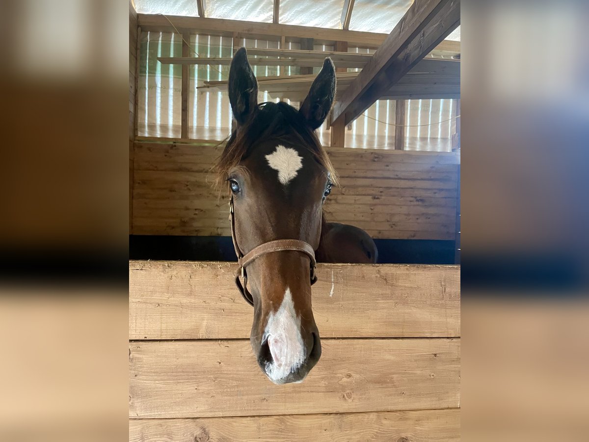 Warmblood sueco Semental 1 año 170 cm Castaño oscuro in Örebro