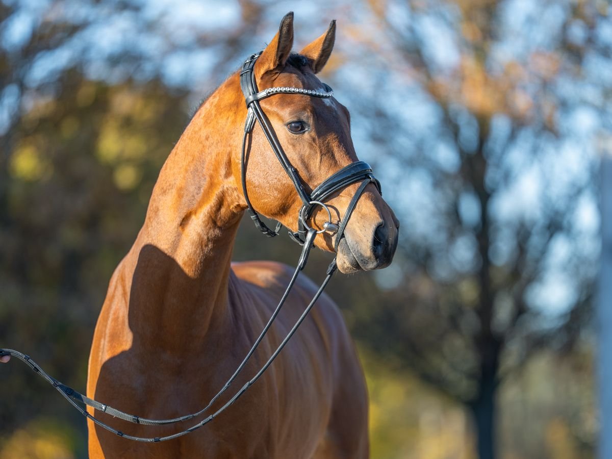 Warmblood sueco Semental 2 años 161 cm Castaño in Redefin