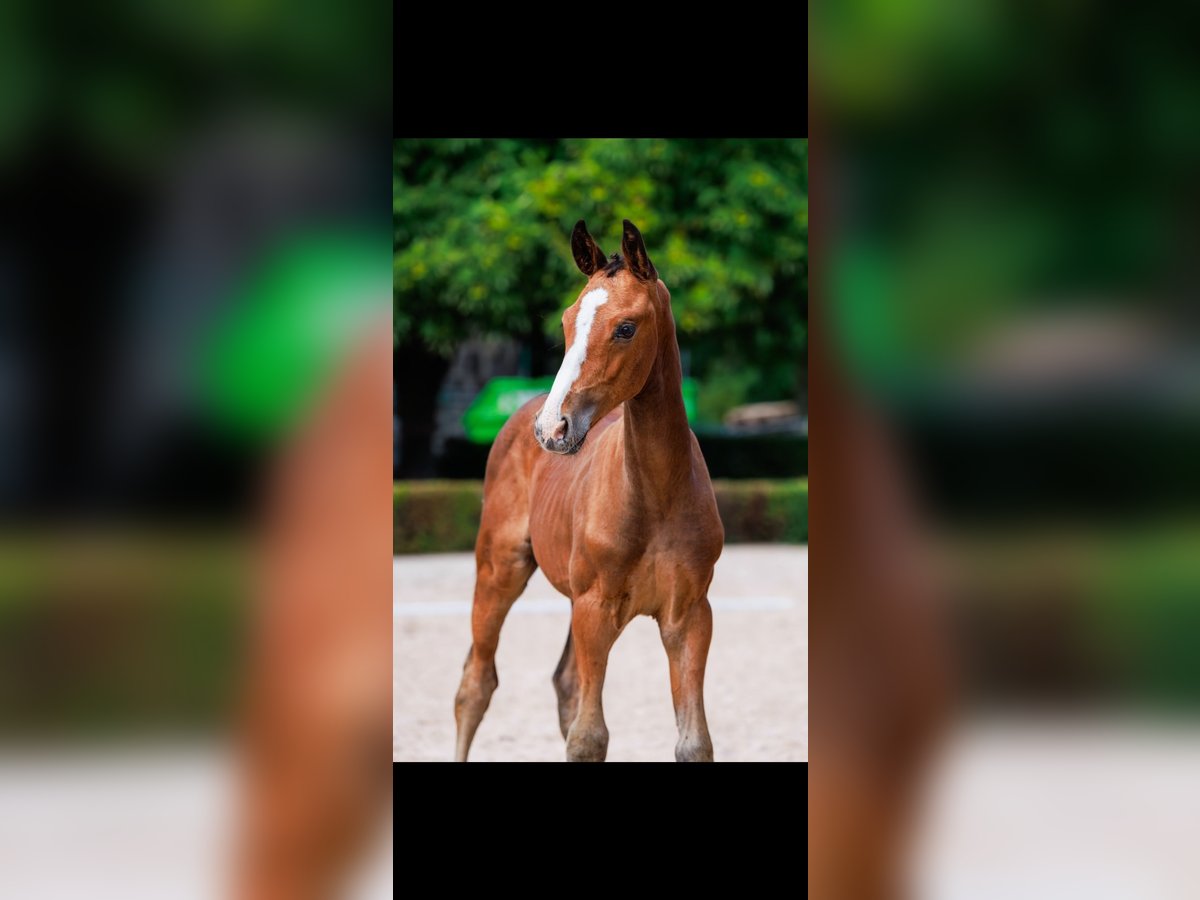 Warmblood sueco Semental Potro (06/2025) Castaño rojizo in Uttran