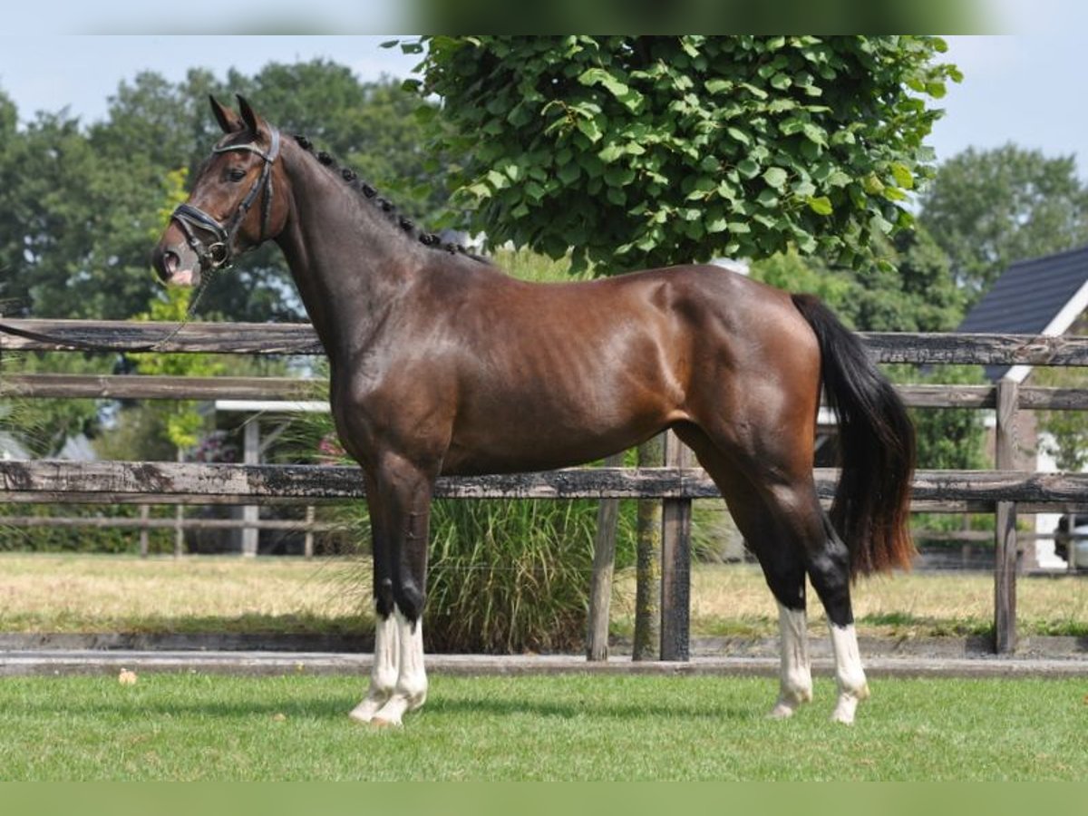 Warmblood sueco Yegua 3 años 155 cm Castaño oscuro in Lunteren