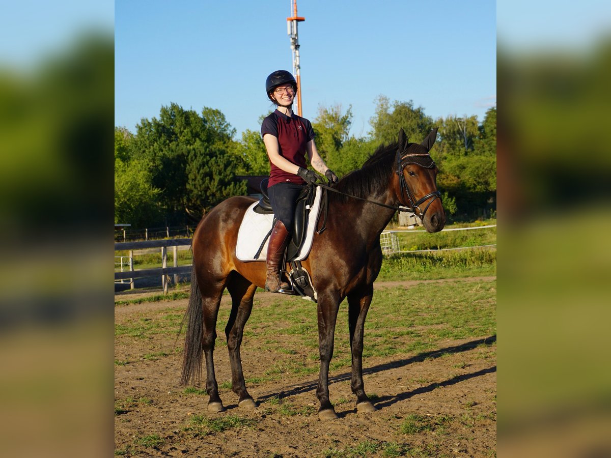 Warmblood sueco Mestizo Yegua 5 años 155 cm Castaño oscuro in Leipzig