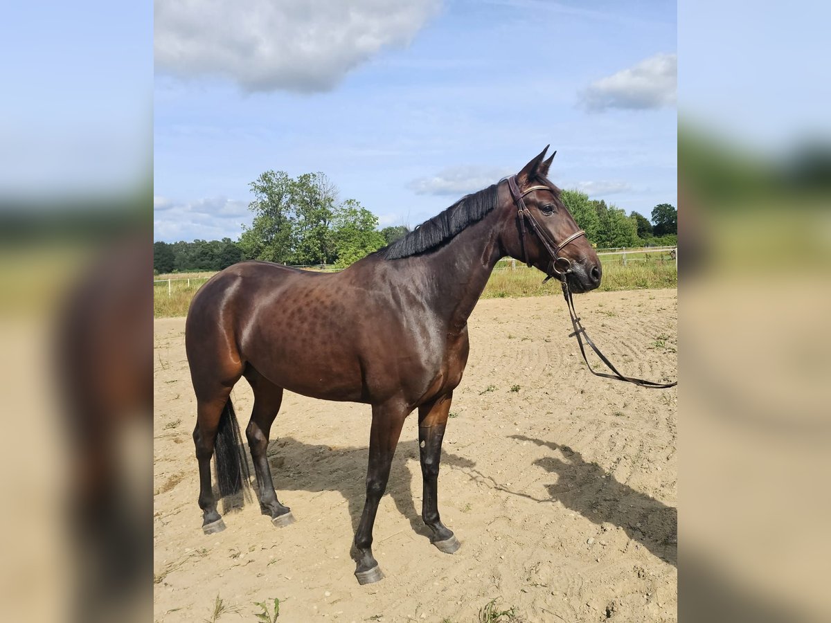 Warmblood sueco Mestizo Yegua 5 años 157 cm Castaño oscuro in Leipzig