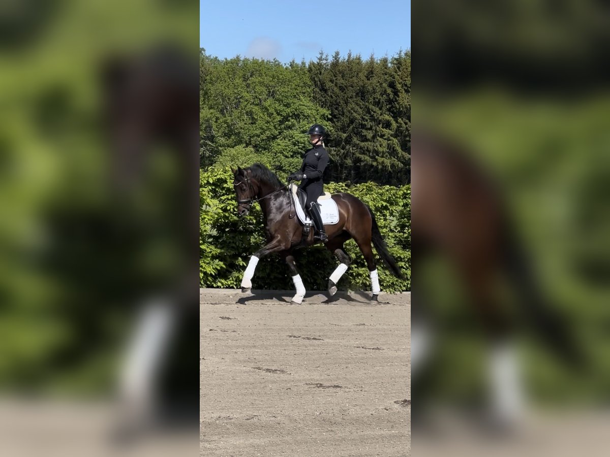 Warmblood sueco Yegua 6 años 165 cm Castaño in Ekolsund