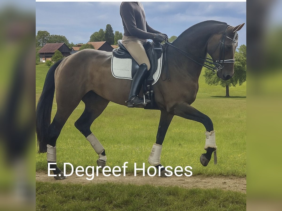 Warmblood sueco Yegua 8 años 173 cm Castaño in Stockholm
