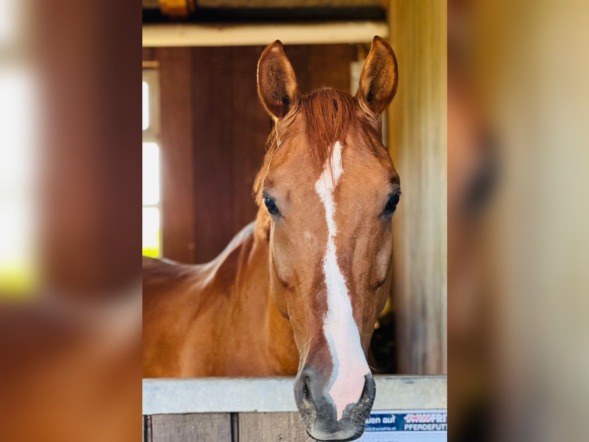 Warmblood suizo Caballo castrado 10 años 170 cm Alazán-tostado in Forch