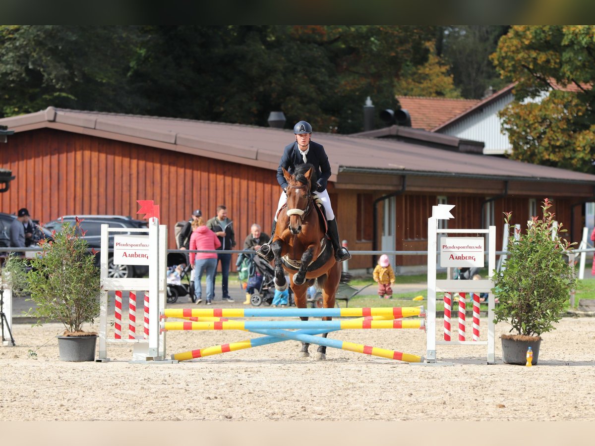 Warmblood suizo Caballo castrado 10 años 177 cm Castaño in Lyss