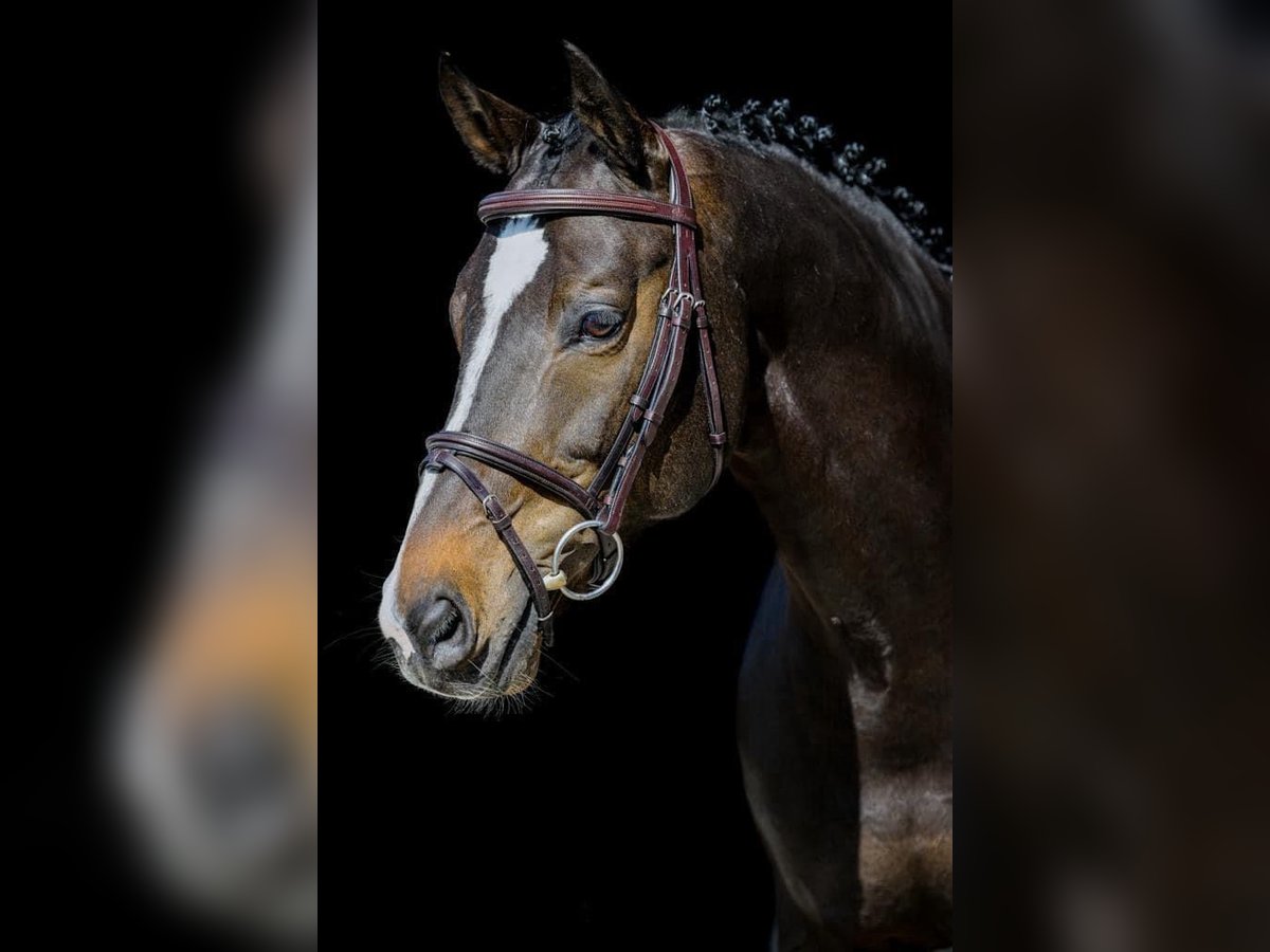 Warmblood suizo Caballo castrado 11 años 165 cm Negro in Oberriet