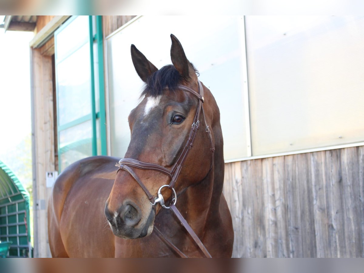 Warmblood suizo Caballo castrado 14 años 184 cm Castaño oscuro in Gampel