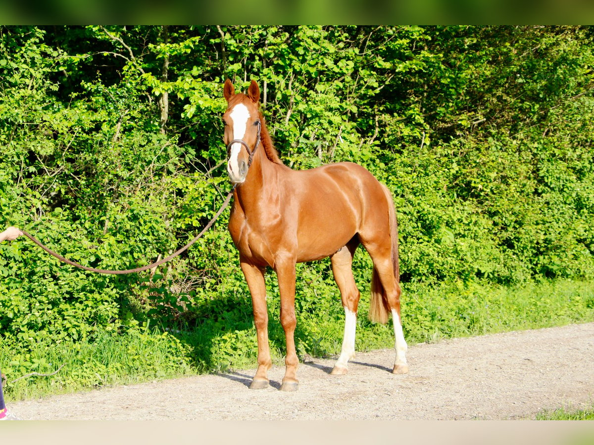 Warmblood suizo Caballo castrado 3 años 170 cm Alazán in Hedingen