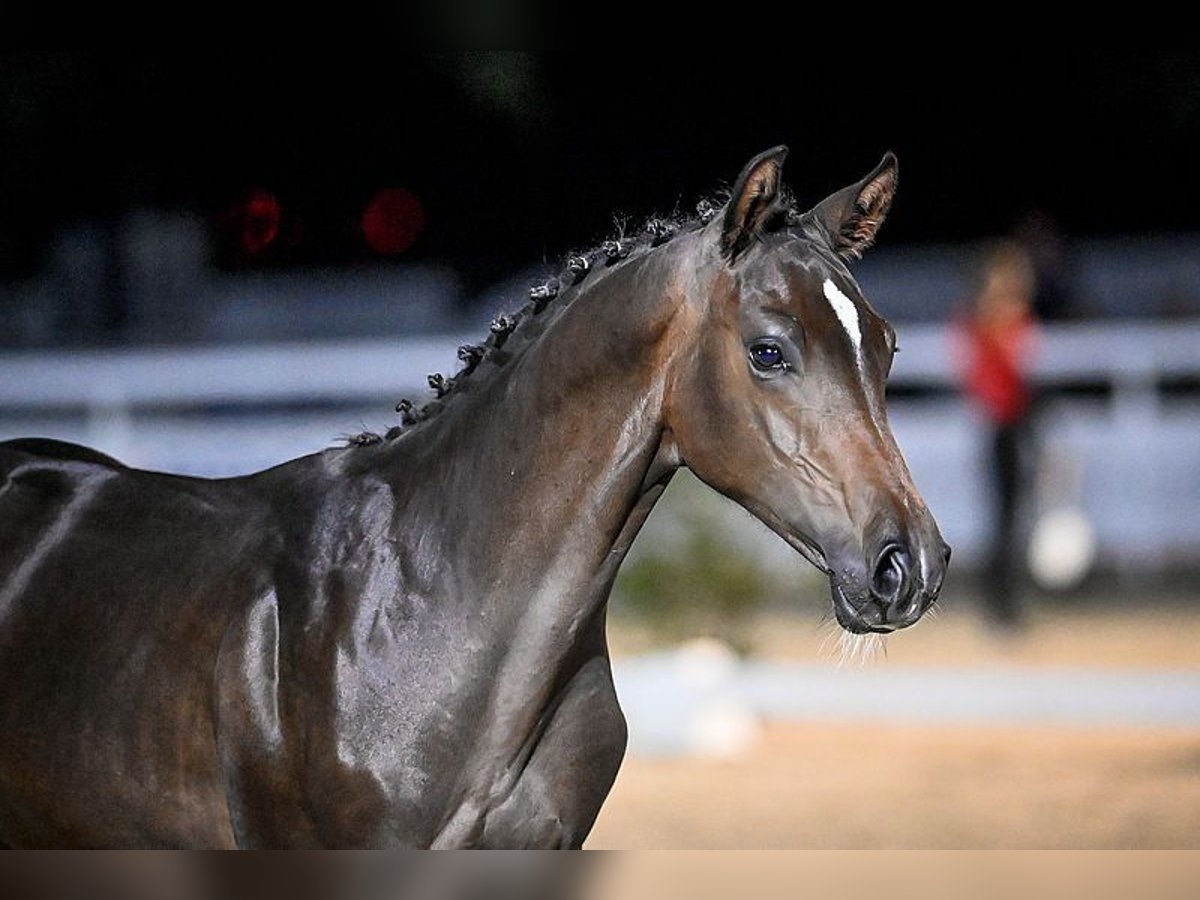 Warmblood suizo Caballo castrado 3 años 170 cm Castaño oscuro in Hitzkirch