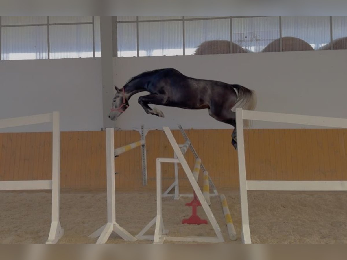 Warmblood suizo Caballo castrado 4 años 166 cm Tordo in GŁUBCZYN