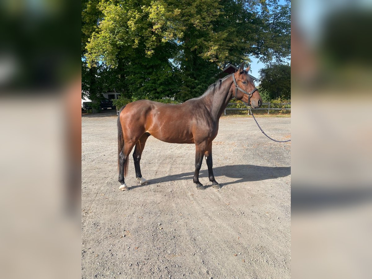 Warmblood suizo Caballo castrado 4 años 169 cm Castaño in Mons-en-P&#xE9;v&#xE8;le