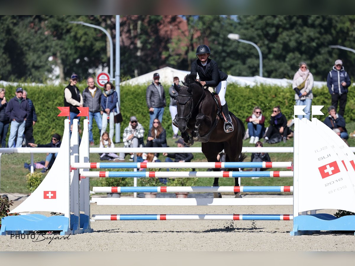 Warmblood suizo Caballo castrado 5 años 172 cm Castaño oscuro in Zielebach