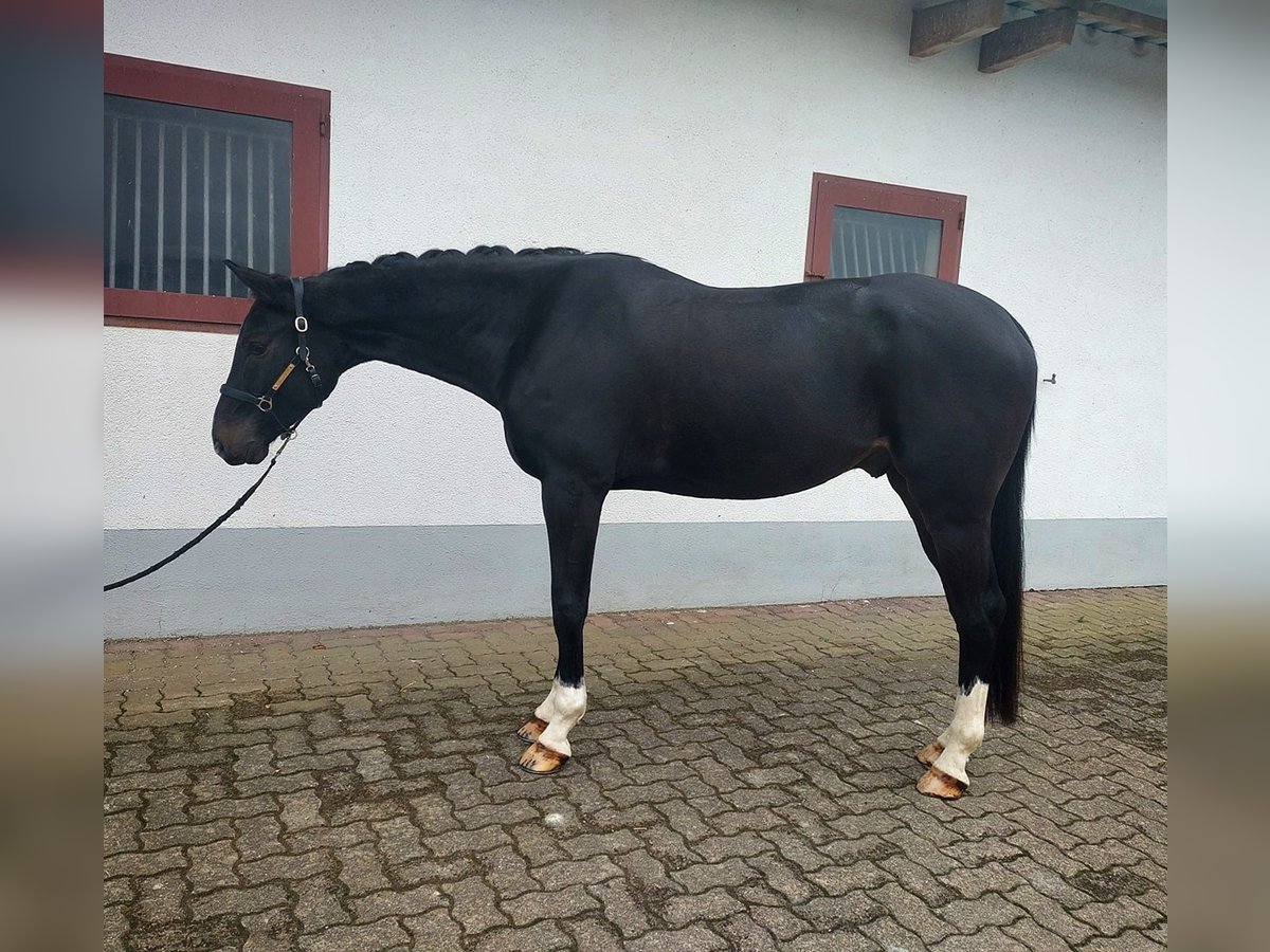 Warmblood suizo Caballo castrado 5 años 173 cm Castaño oscuro in Kandern