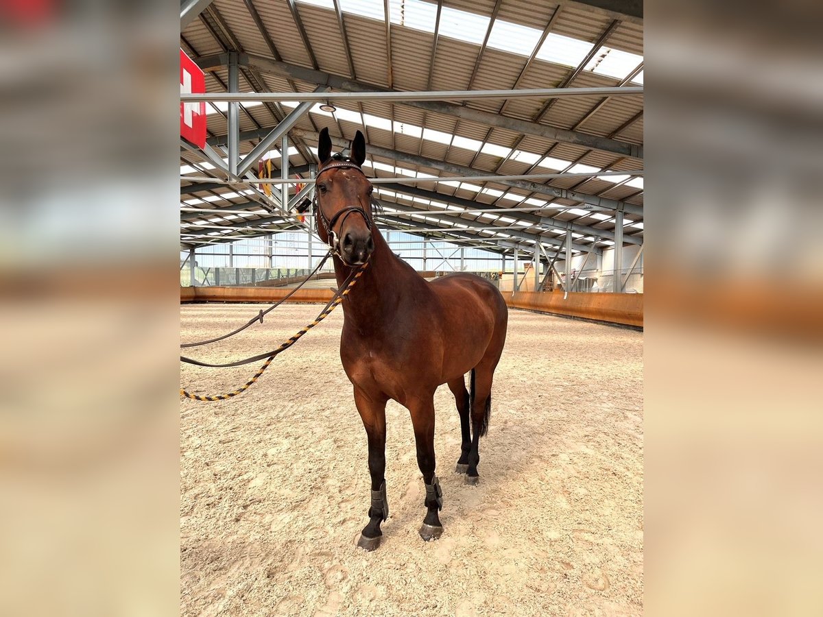 Warmblood suizo Caballo castrado 5 años 175 cm Castaño in Lyss