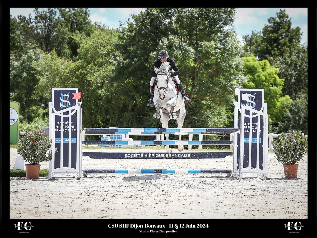 Warmblood suizo Caballo castrado 5 años 176 cm Tordo in Bern