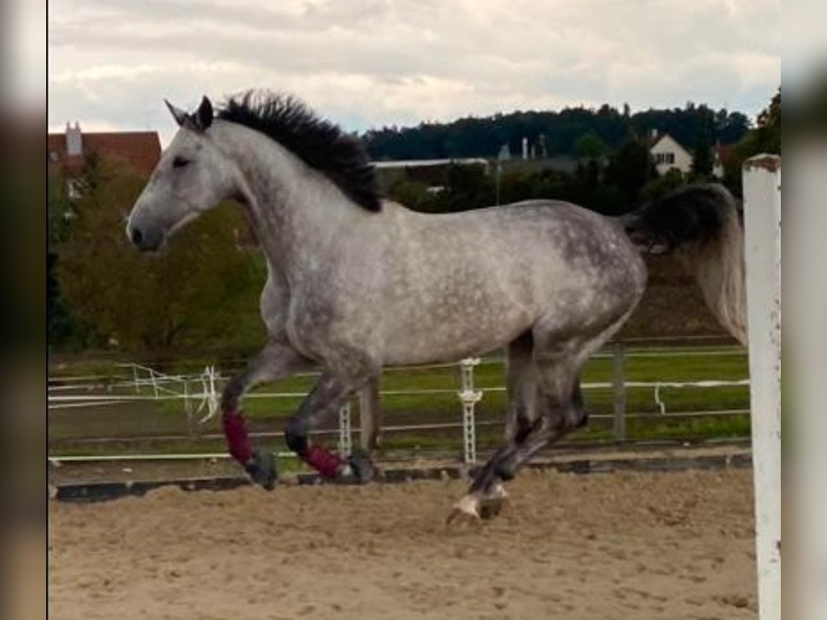 Warmblood suizo Caballo castrado 6 años 167 cm Tordo in Ossingen