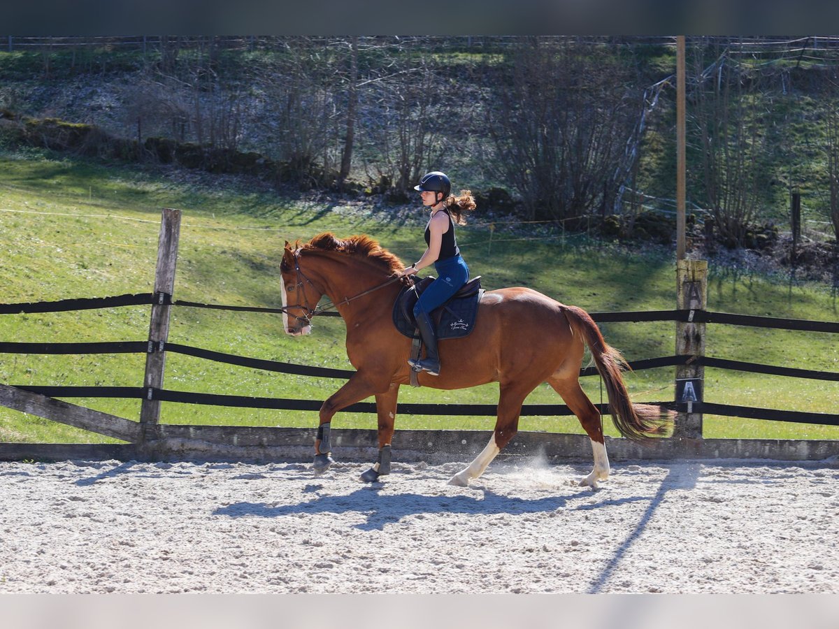 Warmblood suizo Caballo castrado 7 años 175 cm Alazán in Wimmis