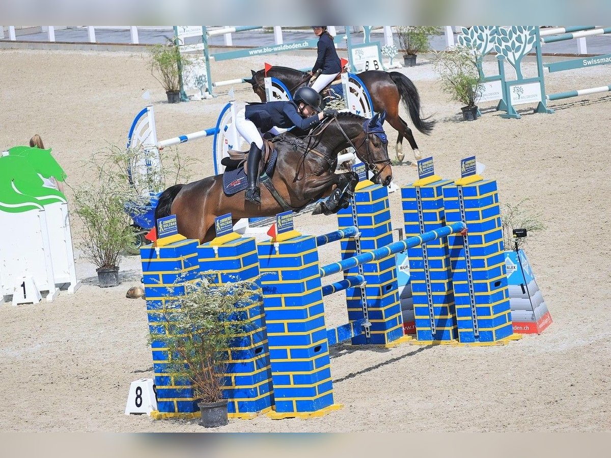 Warmblood suizo Caballo castrado 8 años 165 cm Castaño oscuro in Veltheim AGVeltheim